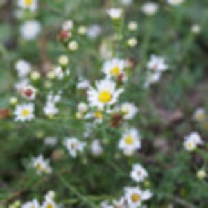 Meet your Posher, Summer